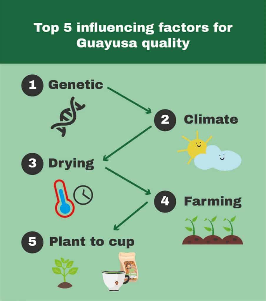 how to chhose the best Guayusa - Top 5 Influencing factors for Guayusa quality: Genetic, Climate, Drying, Farming and the Journey from plant to cup.