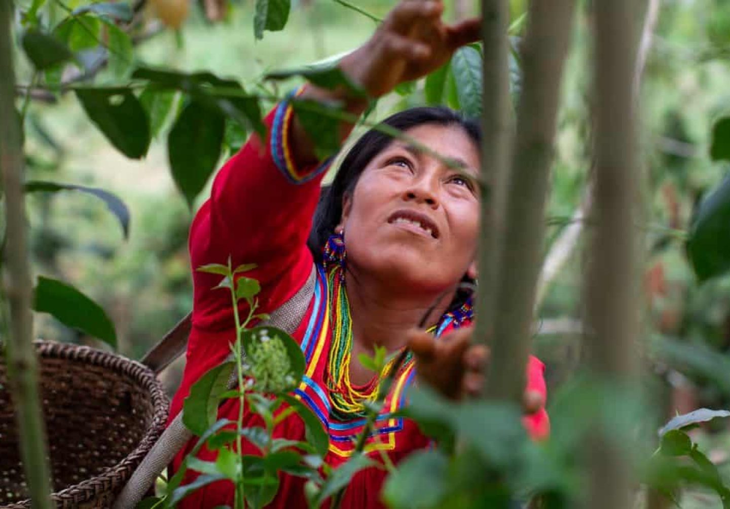 amazonian Kichwa people harvesting Guayusa