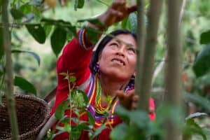 amazonian Kichwa people harvesting Guayusa